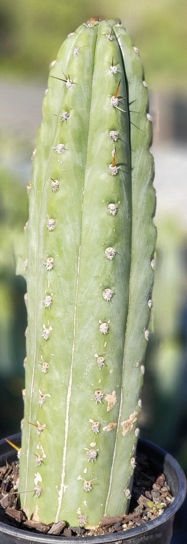 #I-129 Trichocereus Cuzcoensis cactus 14"