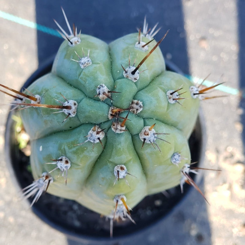 #I-129 Trichocereus Cuzcoensis cactus 14"