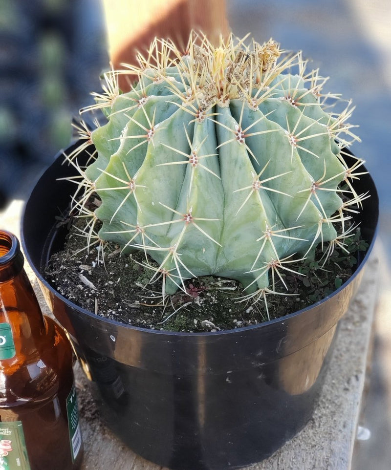 #I-132  Ferocactus Glaucescens Blue Barrel Cactus 8"