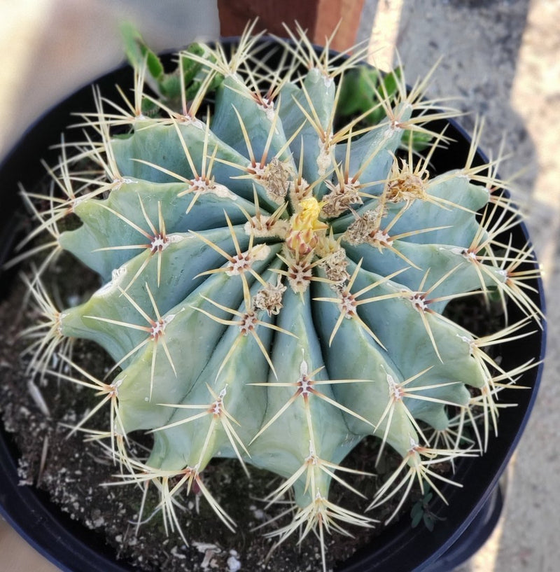 #I-132  Ferocactus Glaucescens Blue Barrel Cactus 8"