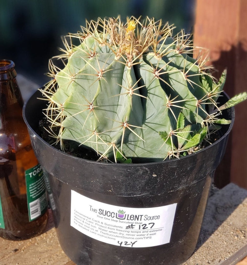 #I-132  Ferocactus Glaucescens Blue Barrel Cactus 8"