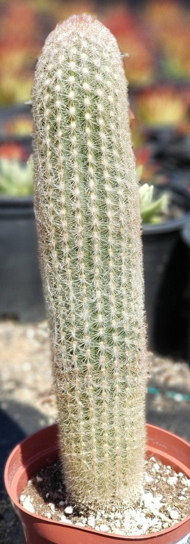 #I-45 Exact  Espestoa lanata Old Man cactus 12.5"