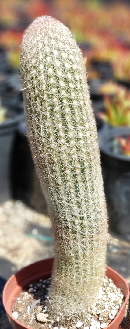 #I-45 Exact  Espestoa lanata Old Man cactus 12.5"