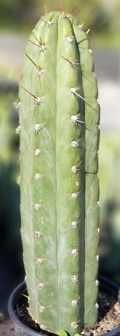 #I-67 Trichocereus Cuzcoensis Cactus 15.5"