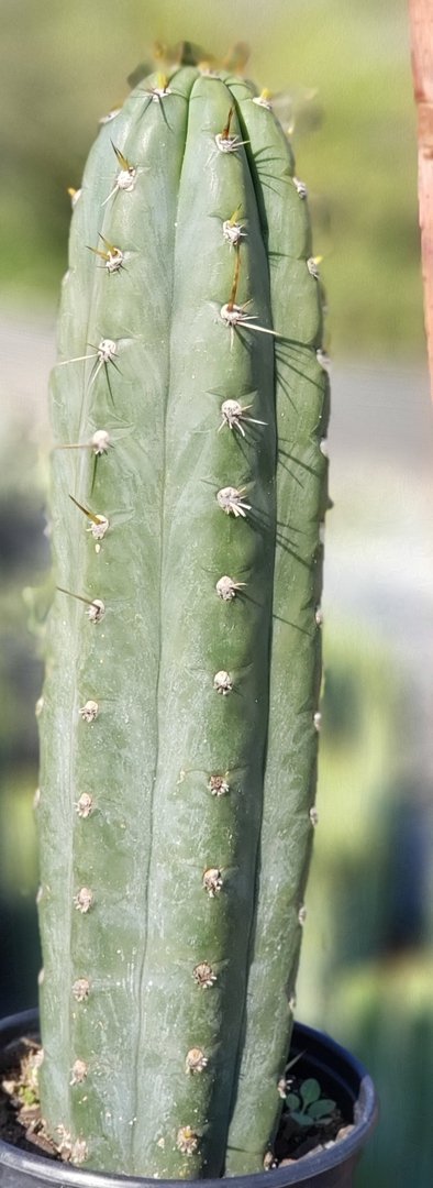 #I-67 Trichocereus Cuzcoensis Cactus 15.5"