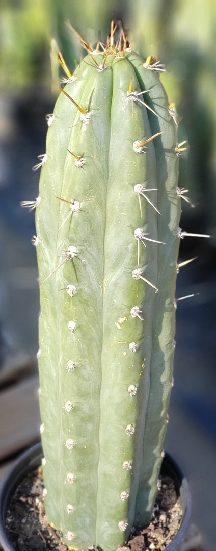 #I-67 Trichocereus Cuzcoensis Cactus 15.5"