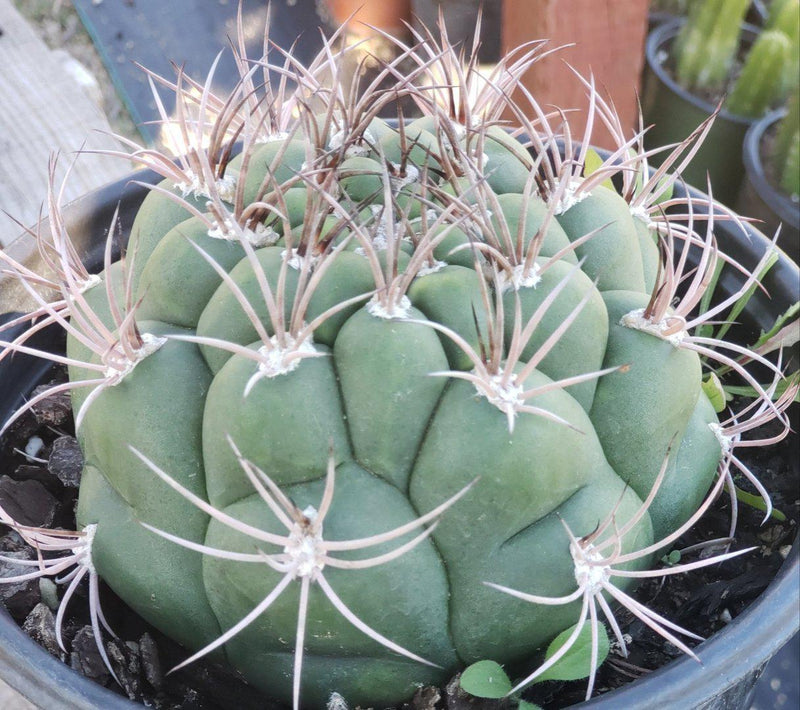 #I-77 Exact Gymnocalycium Saglione Cactus in 1 gallon