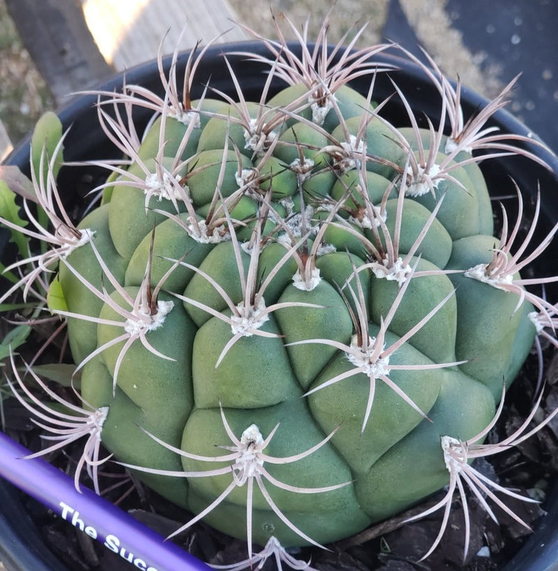 #I-77 Exact Gymnocalycium Saglione Cactus in 1 gallon