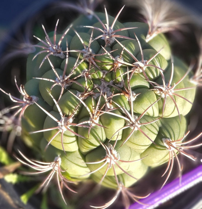 #I-77 Exact Gymnocalycium Saglione Cactus in 1 gallon