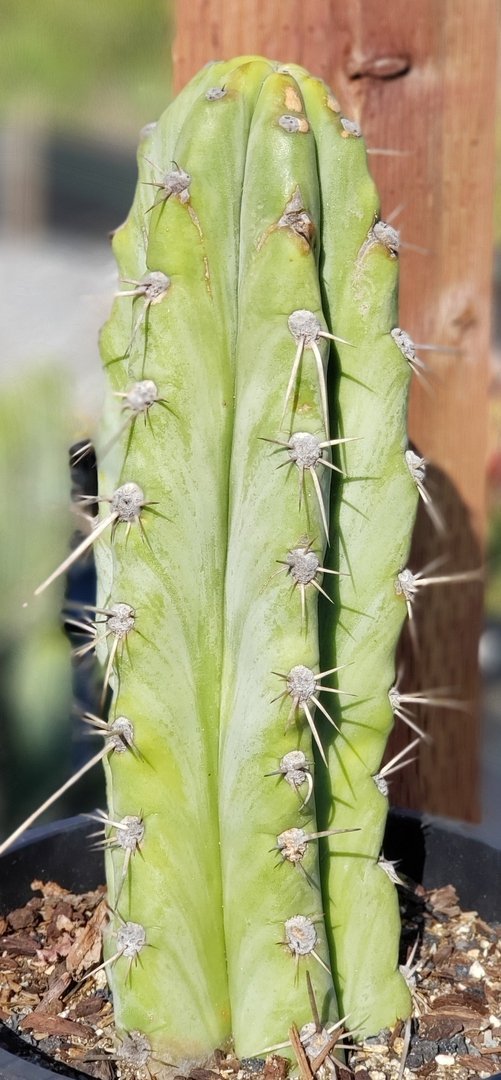 #I-83 exact Trichocereus Cactus 9.5"