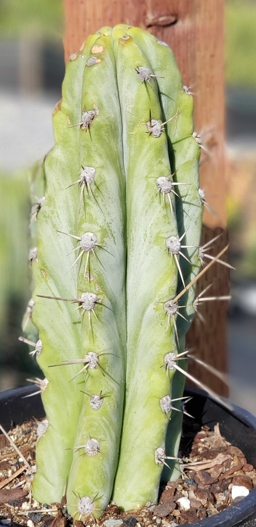 #I-83 exact Trichocereus Cactus 9.5"