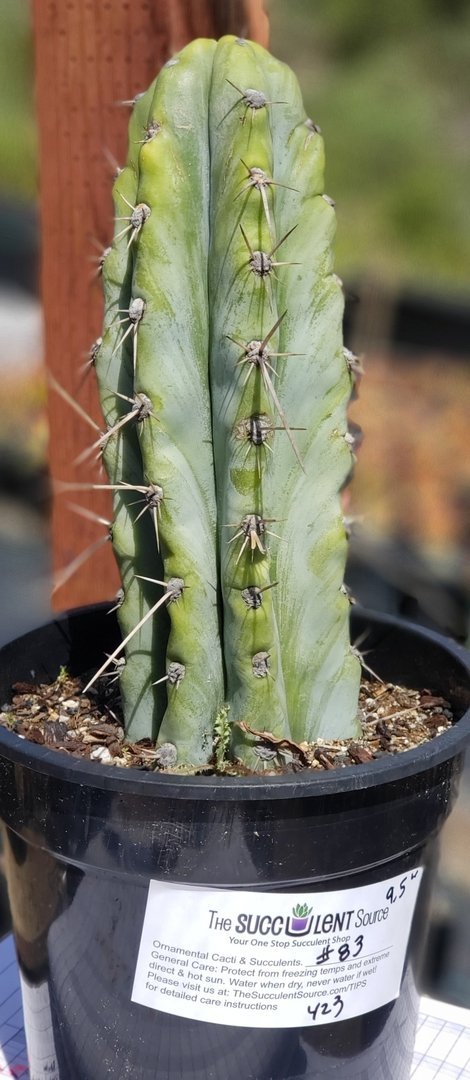 #I-83 exact Trichocereus Cactus 9.5"