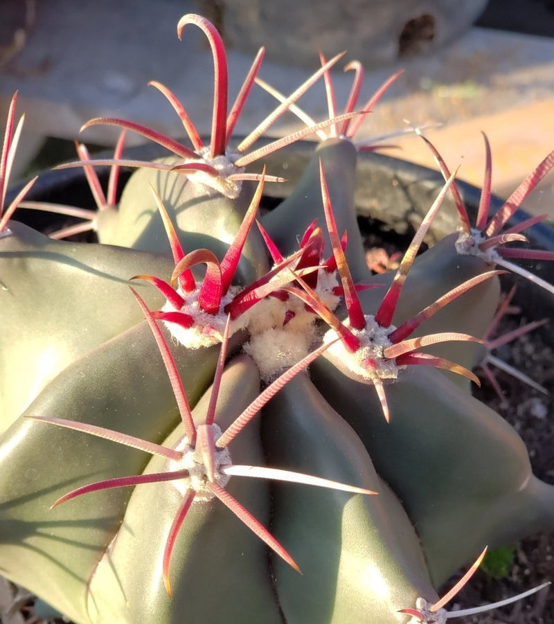 #I-93 Exact Ferocactus Devils Tongue Cactus 1 gallon