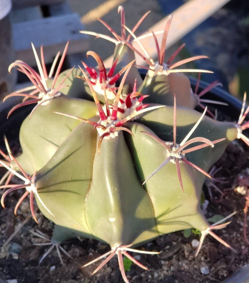 #I-93 Exact Ferocactus Devils Tongue Cactus 1 gallon