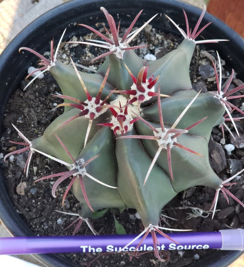 #I-93 Exact Ferocactus Devils Tongue Cactus 1 gallon