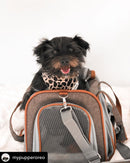 Mr. Peanut's Gold Series Standard Size Airline Compliant Pet Carrier