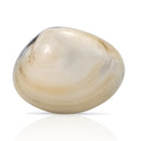 Mascot Hardware Shell 1-3/4 in. Drawer Cabinet Knob