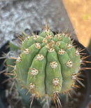 #EC235 EXACT Trichocereus Peruvianus Nibiru Cactus 9”
