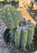 #EC235 EXACT Trichocereus Peruvianus Nibiru Cactus 9”