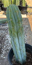 #EC96 Exact Trichocereus Hybrid TIG X Bridgesii Eileen Cactus 13.5”
