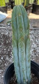 #EC96 Exact Trichocereus Hybrid TIG X Bridgesii Eileen Cactus 13.5”