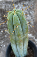 #EC96 Exact Trichocereus Hybrid TIG X Bridgesii Eileen Cactus 13.5”