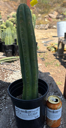 #EC220 EXACT Trichocereus Pachanoi Waytamayu OP Chavin Cactus 15”