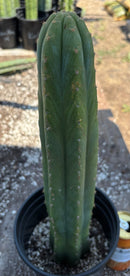 #EC220 EXACT Trichocereus Pachanoi Waytamayu OP Chavin Cactus 15”