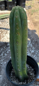 #EC220 EXACT Trichocereus Pachanoi Waytamayu OP Chavin Cactus 15”