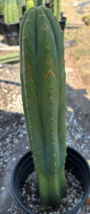 #EC220 EXACT Trichocereus Pachanoi Waytamayu OP Chavin Cactus 15”