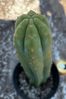 #EC220 EXACT Trichocereus Pachanoi Waytamayu OP Chavin Cactus 15”