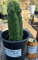 #EC10 EXACT Trichocereus Pachanoi Monstrose TPM Cactus 10"