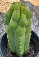#EC10 EXACT Trichocereus Pachanoi Monstrose TPM Cactus 10"
