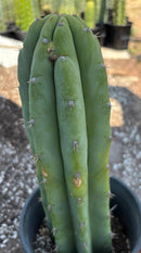 #EC218 EXACT Trichocereus Lost Label Ornamental Cactus 13"