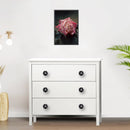 Mascot Hardware Star Constellation 1-3/5 in. Black & White Drawer Cabinet Knob