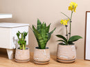 Hand Rolled Pot With Attached Saucer By Plantatorem