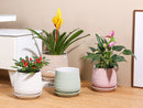 Hand Rolled Pot With Attached Saucer By Plantatorem