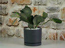 Carmel Attached Saucers Planters