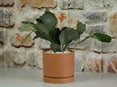Carmel Attached Saucers Planters