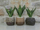 Lula's Mix Succulent Cups