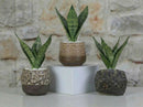 Lula's Mix Succulent Cups