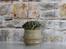 Santa Barbara Planters