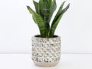 Salinas Planters