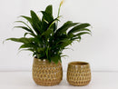 Cambria Planters