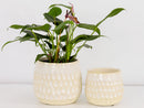 Cambria Planters