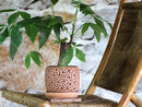 Rain Drop Orchid Planter-Sand By Plantatorem