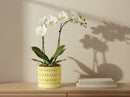 Moon Gate Orchid Planter with Attached Saucer- Pastel By Plantatorem