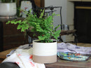 Jewel Mug Planter By Plantatorem