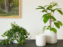 Cylinder with Attached Saucer By Plantatorem