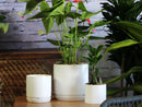 Cylinder with Attached Saucer By Plantatorem